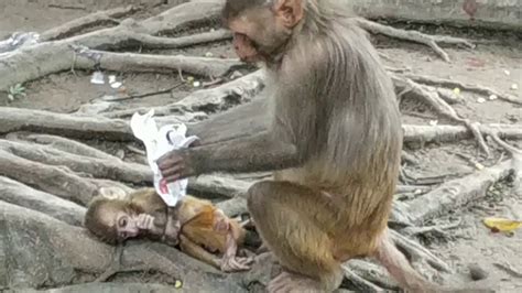 Although the family searched for food, they still held the little <strong>monkey</strong> in their arms. . Mother monkey kills her baby